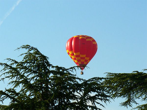 balloons Burgundy